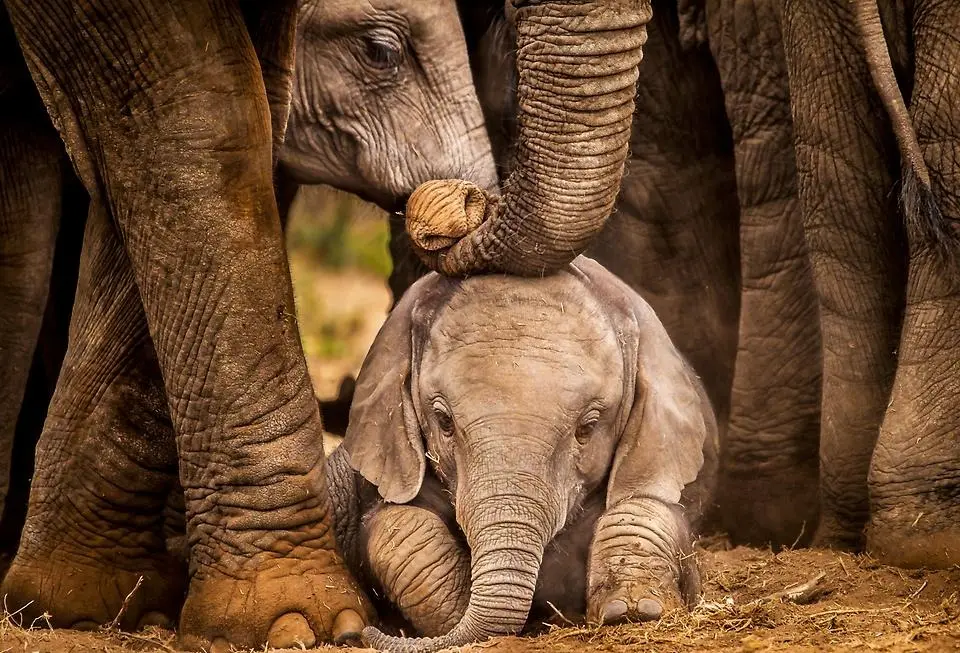 Närbild på elefanter och en liten elefantunge. Foto.