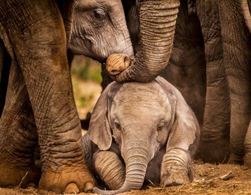 Elefantfamilj med unge i förgrunden. Foto.