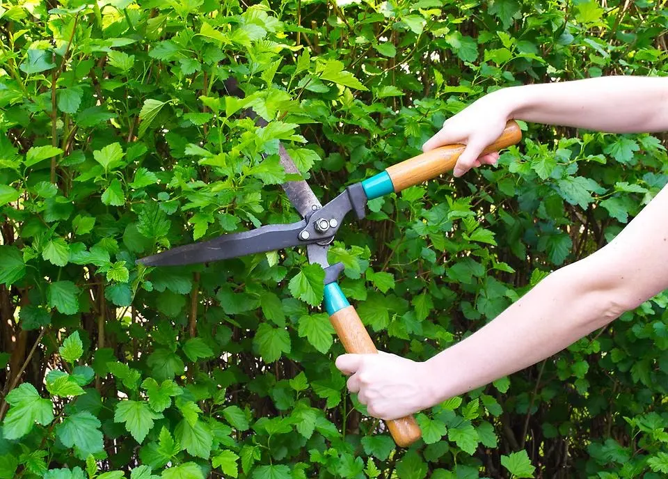 Person klipper en stor grönskande häck med en häcksax